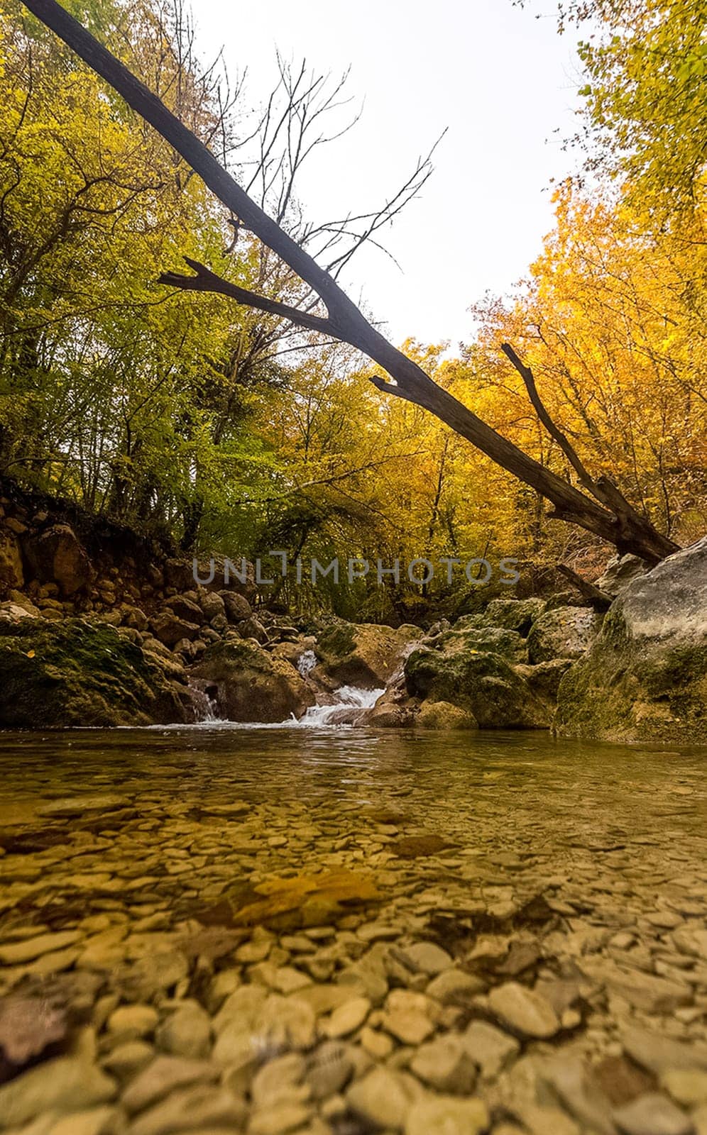 Mountain small river in the forest with rapids and waterfalls. A forest creek.