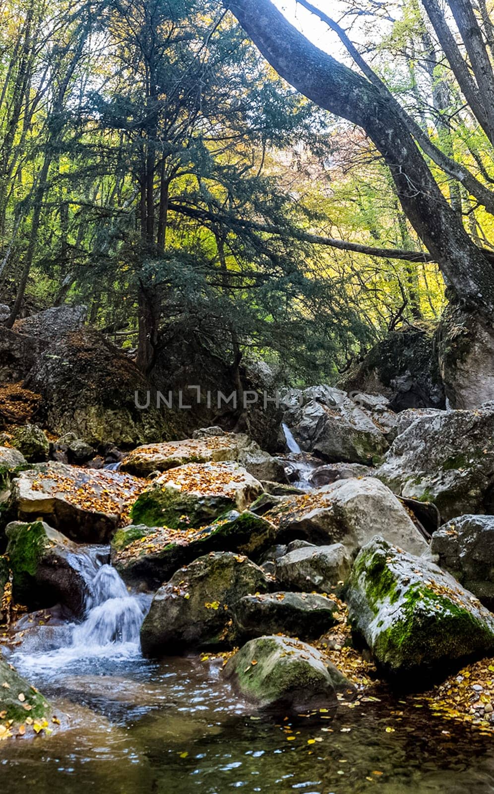 Mountain small river in the forest with rapids and waterfalls. A forest creek.