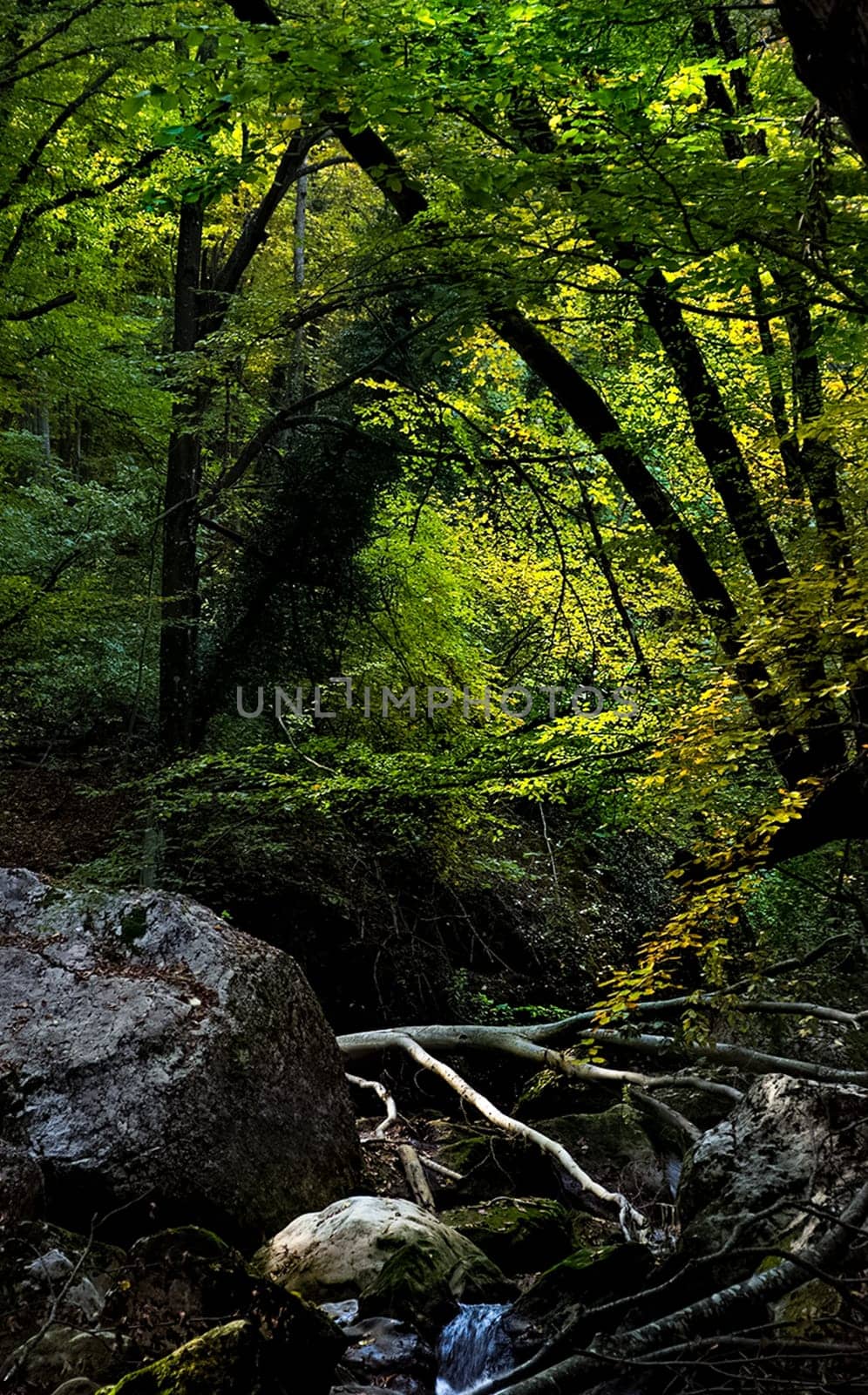 Mountain small river in the forest with rapids and waterfalls. A forest creek.