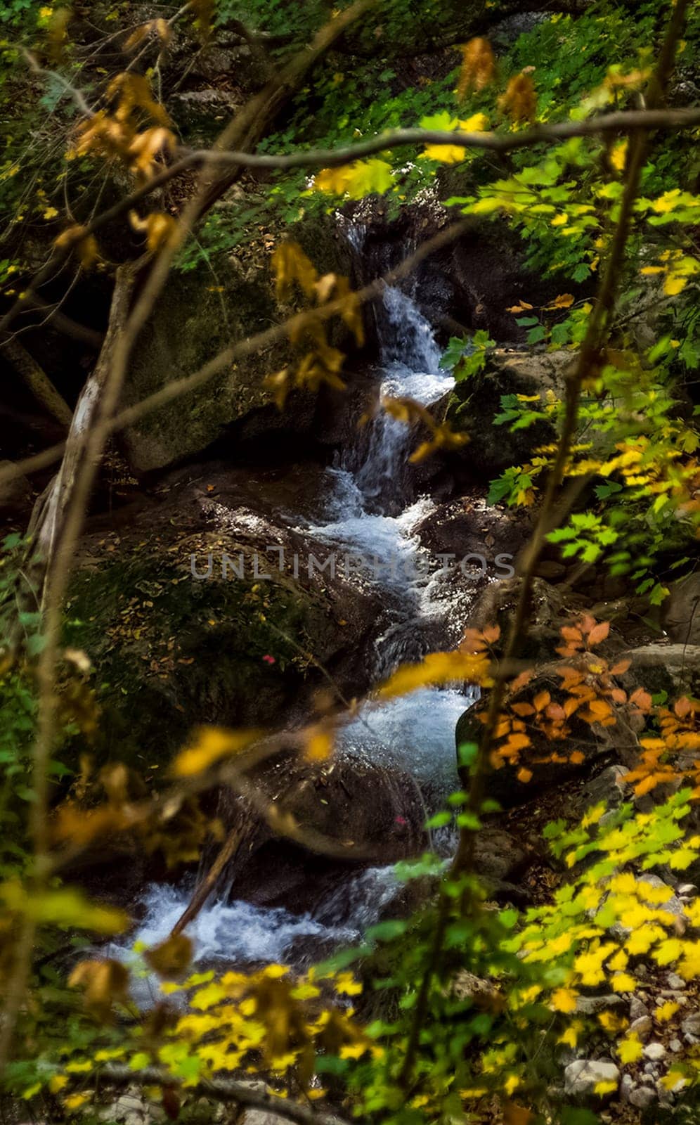 Mountain small river in the forest with rapids and waterfalls. A forest creek.