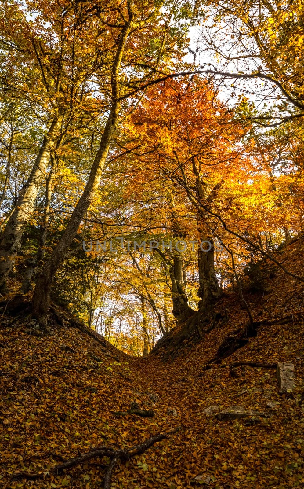 Beautiful autumn forest in the mountains of Crimea. A leaffall in the woods.