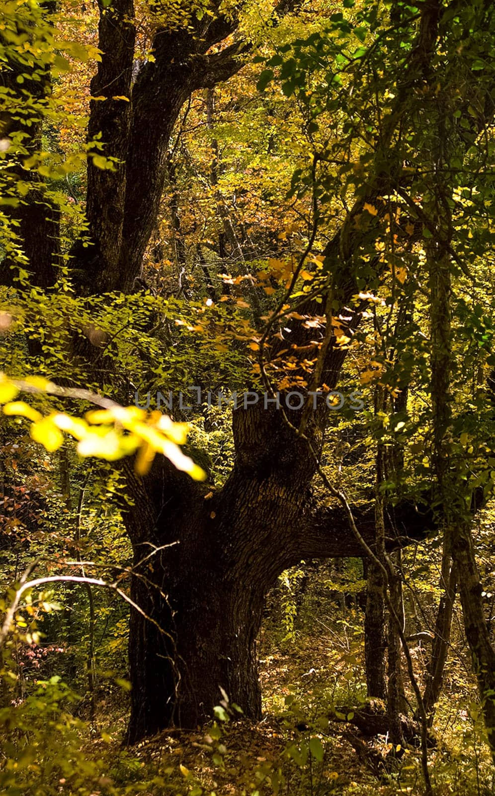 Beautiful autumn forest in the mountains of Crimea. A leaffall in the woods.