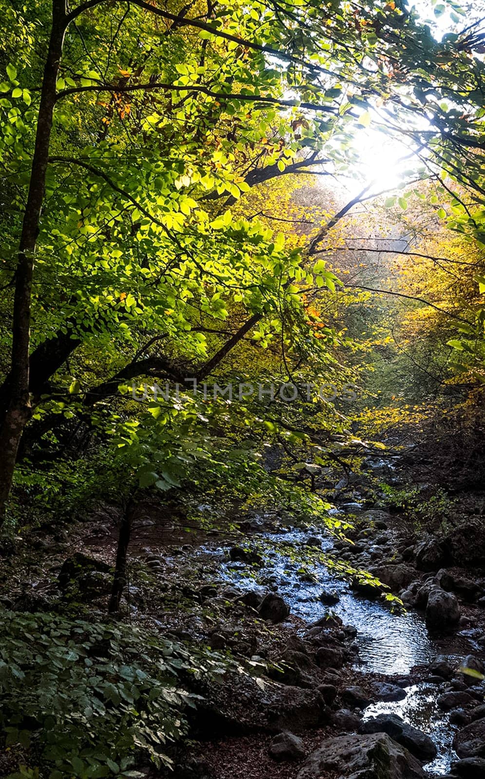 Mountain small river in the forest with rapids and waterfalls. A forest creek.