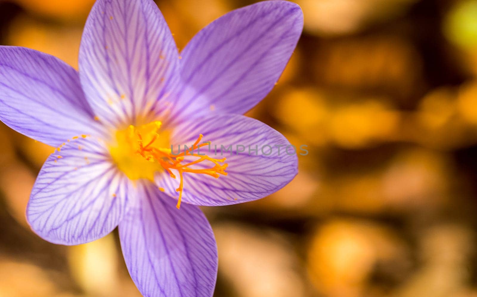 Blossoming of forest herbs. Purple flowers.