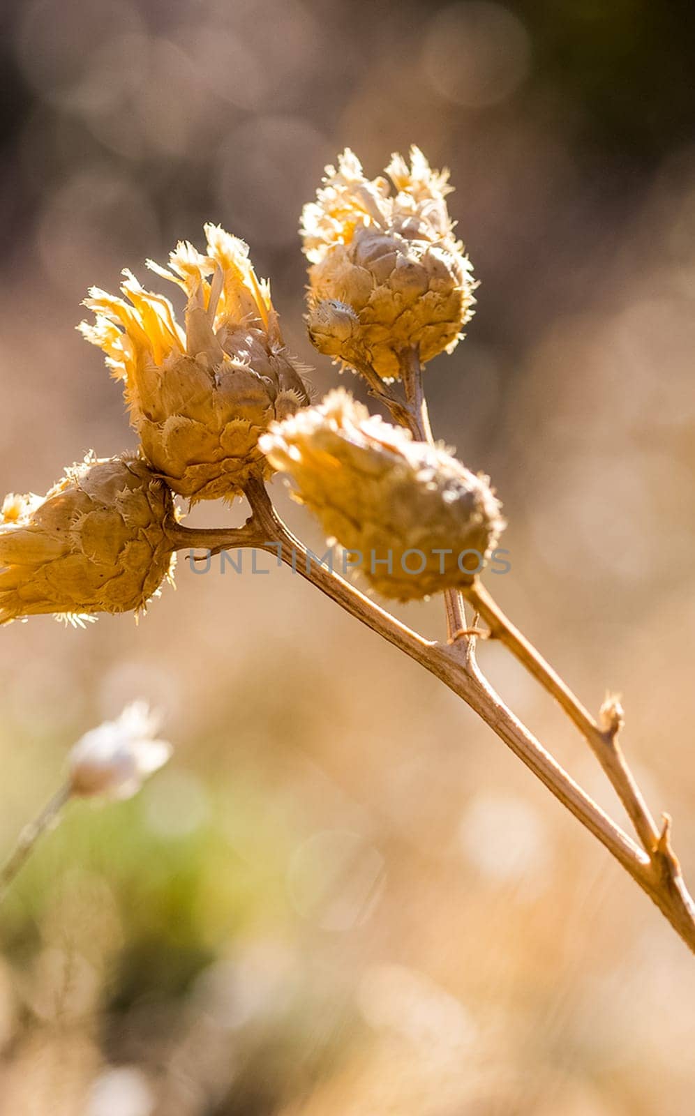 Grass and flowers in the forest on the clearing and under the trees.