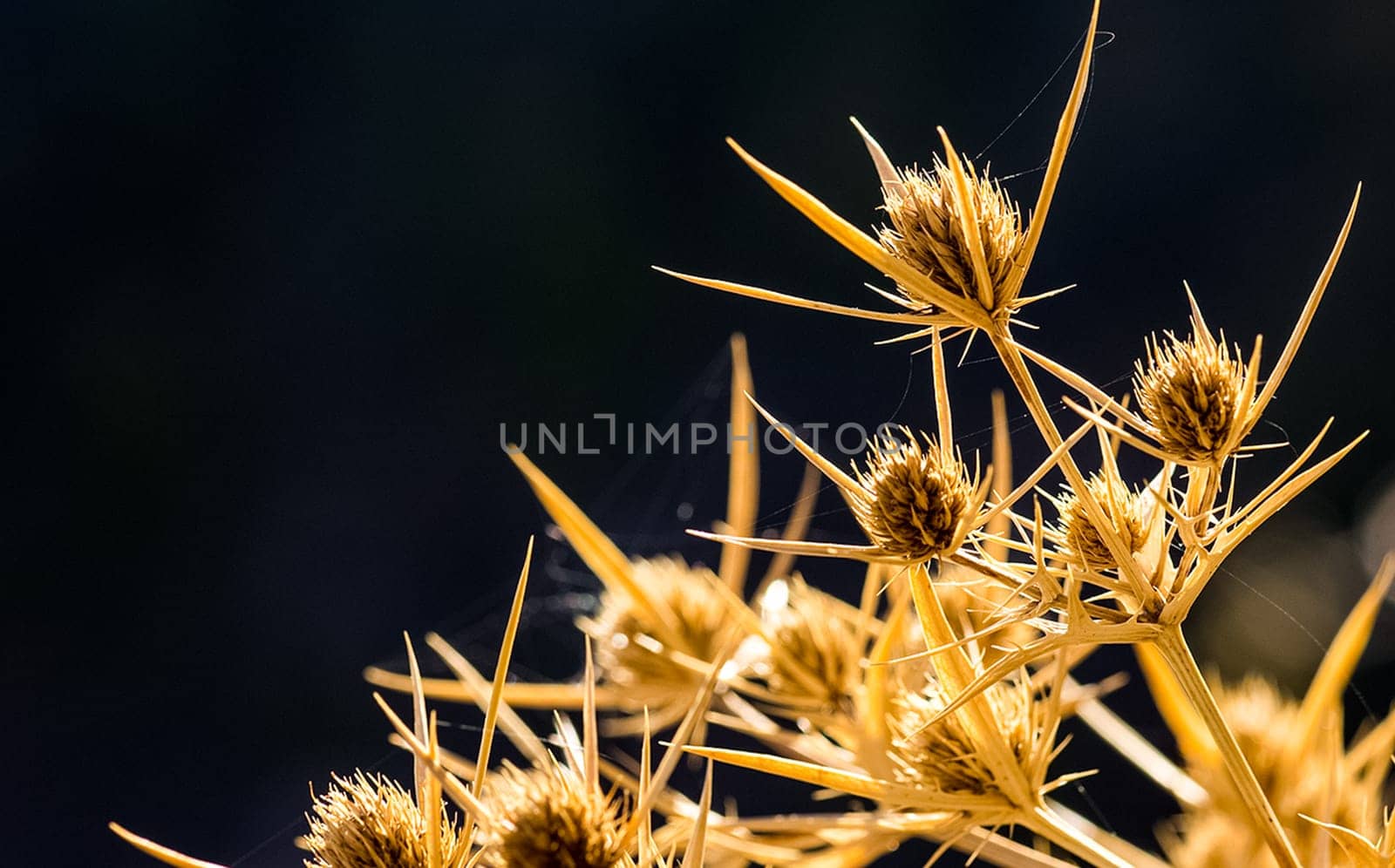 Grass and flowers in the forest on the clearing and under the trees.