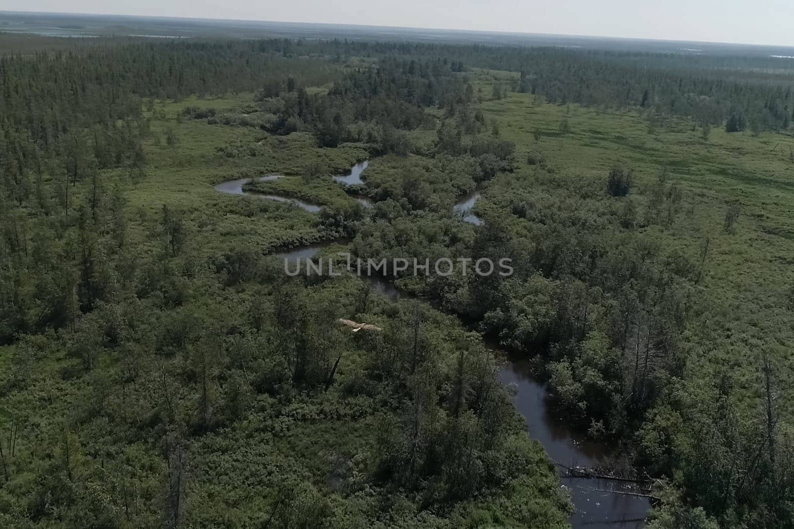The eagle flies over the forest and the river. View of the eagle's flight from above.