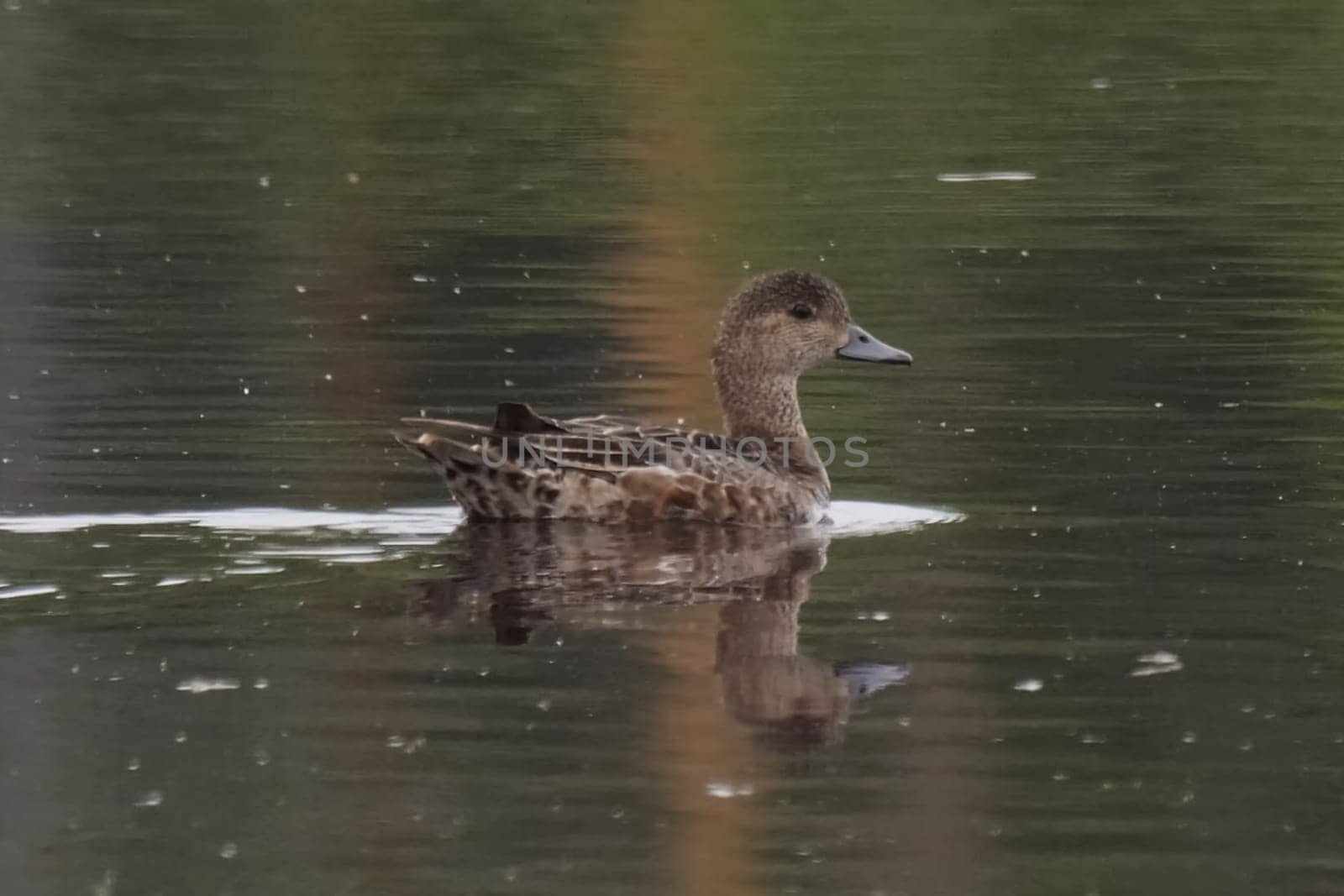 A gray duck in a lake swims. Duck on the surface of the water.