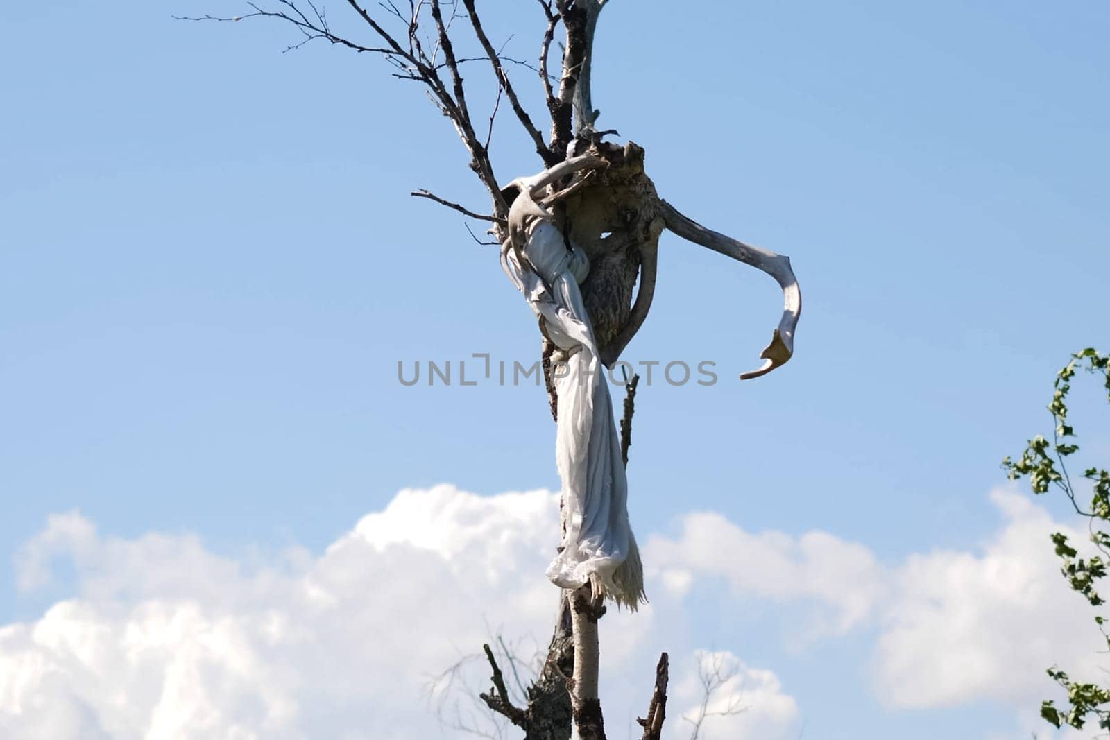The skull of a reindeer on a tree. Traditional beliefs of the peoples of the north. The customs of the locals of the tundra.