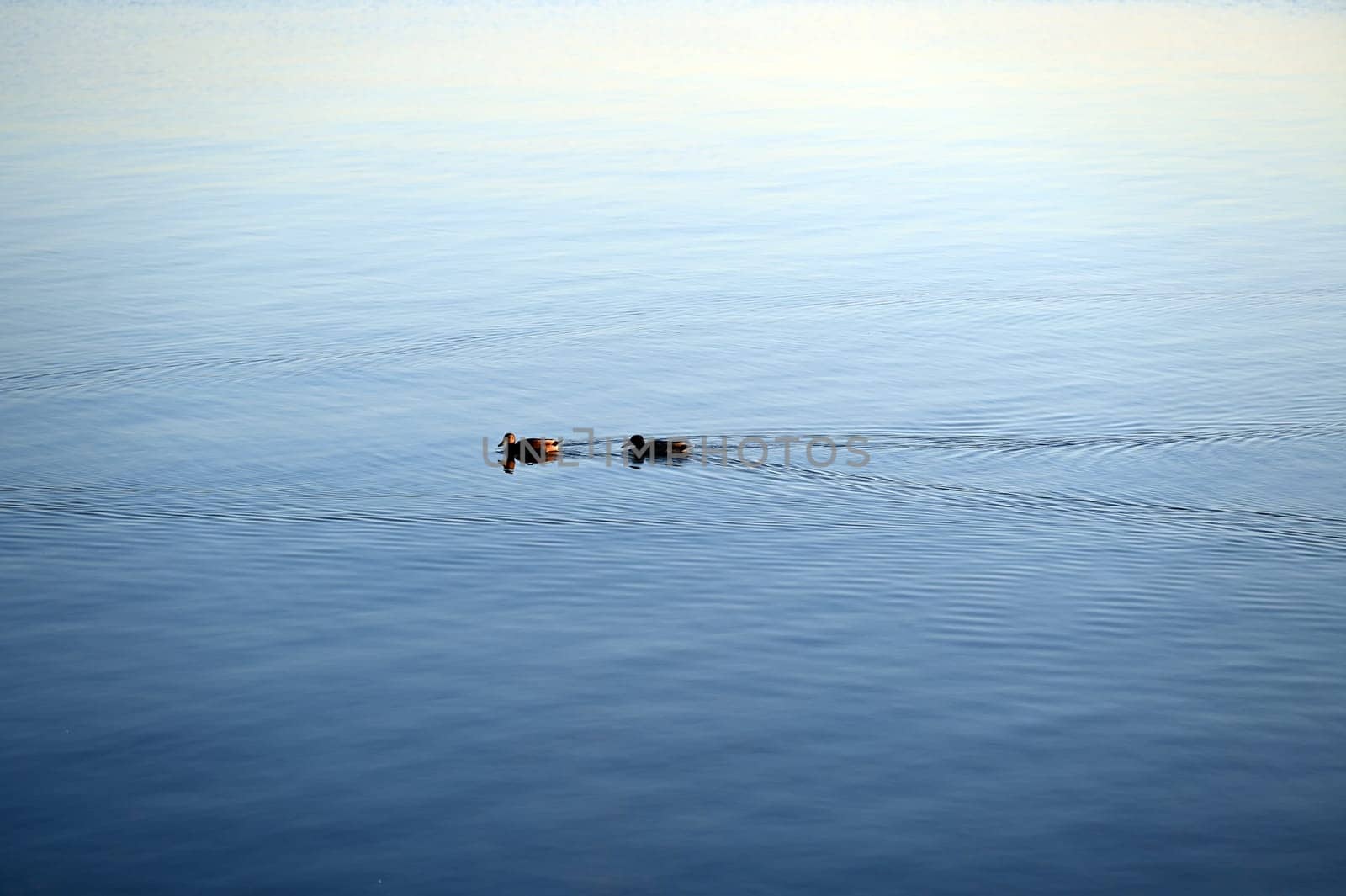 Enten auf einem See
