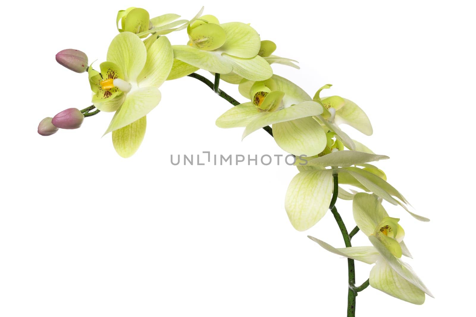 A beautiful arrangement of artificial orchids made from silicone and latex is displayed elegantly, showcasing vibrant green and white petals along with delicate buds in a serene setting.