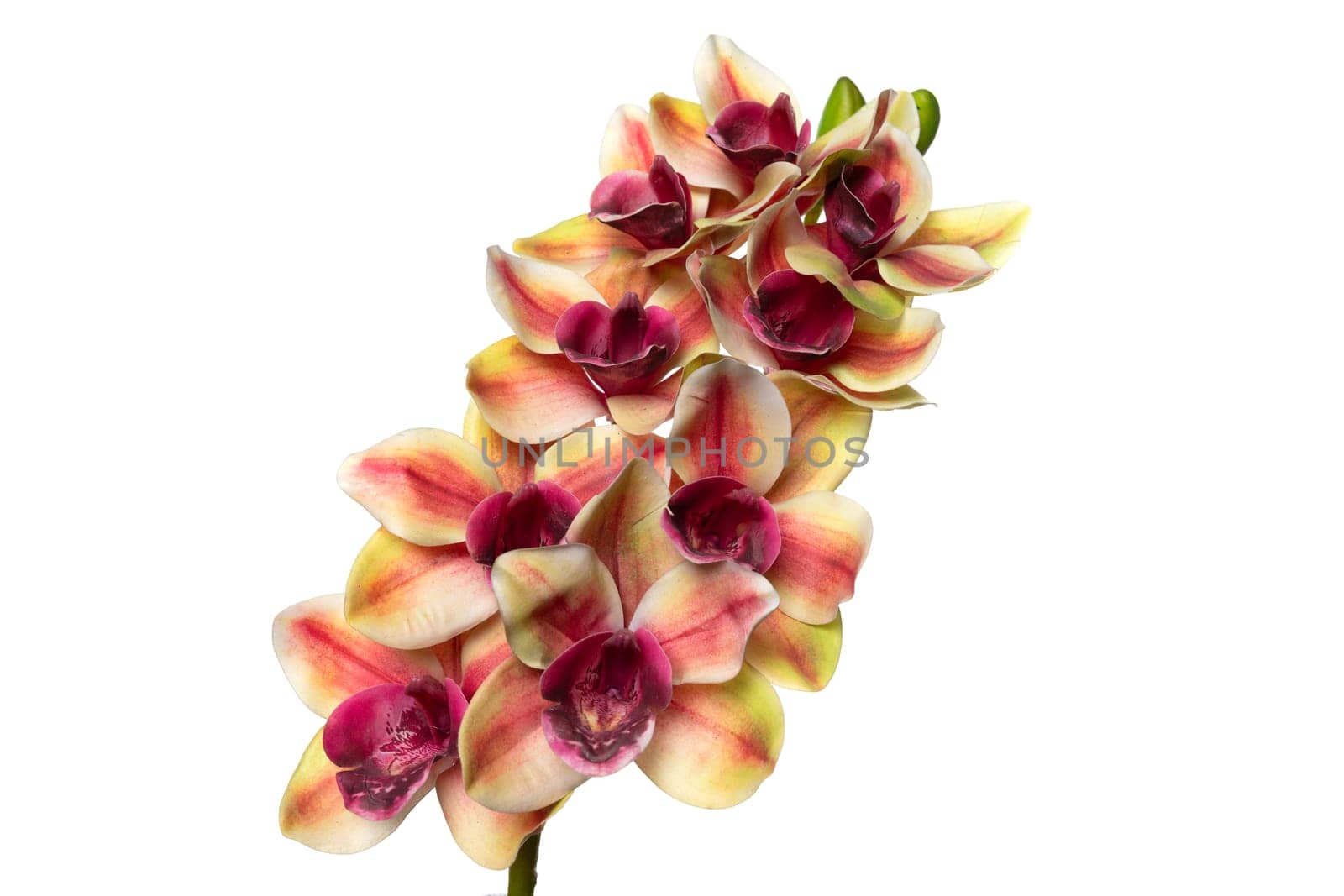 This display showcases vibrant artificial orchids made of silicone and latex, designed for long-lasting beauty in indoor spaces. Ideal for enhancing decor without maintenance.