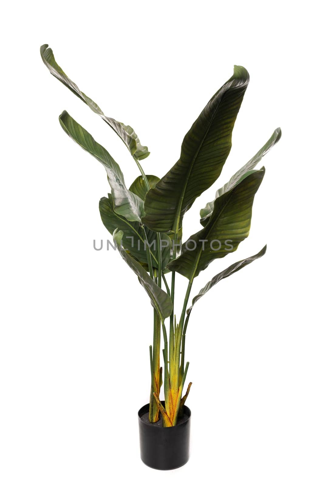 Silicone and latex plant features vibrant green leaves and sturdy stems, enhancing indoor spaces with a touch of nature. Ideal for home or office decor settings.
