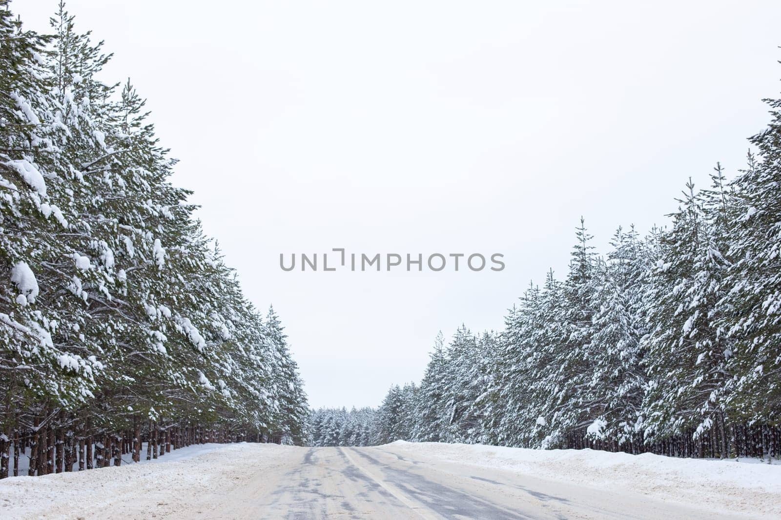 Snowy winter road through a pine forest outside the city.