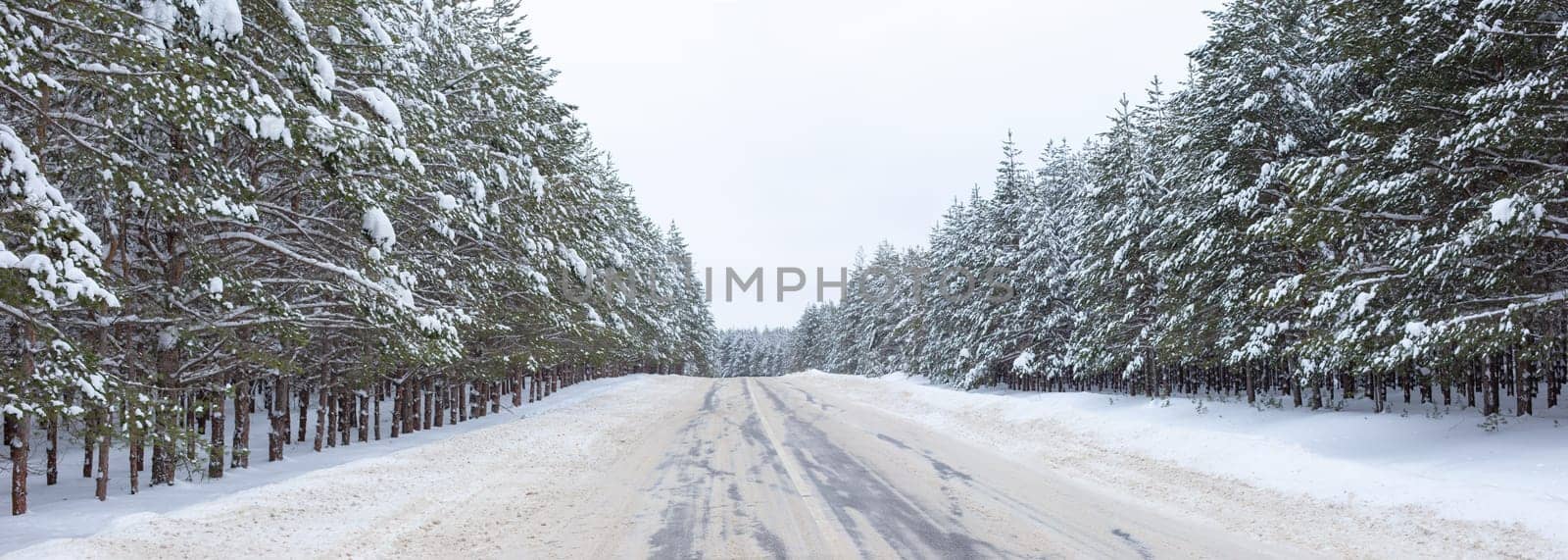 landscape of snowy winter road through a pine forest outside the city.High-resolution panorama