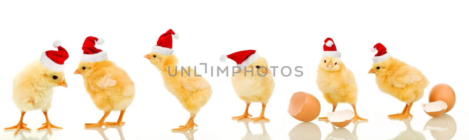 Lots of baby chicken at christmas wearing santa claus hats - isolated with reflection
