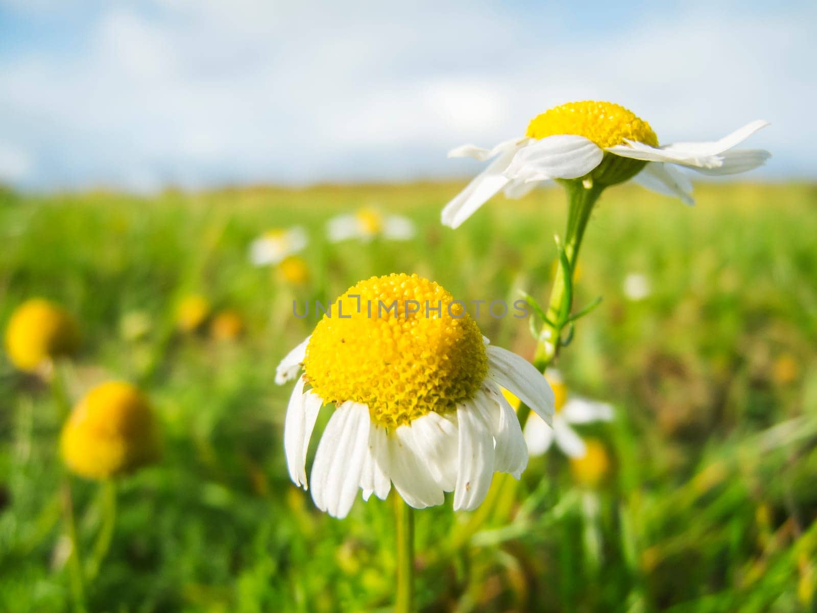 Wide angle close-up of a chamomile flower (Matricaria chamomilla) against a blurred natural background.