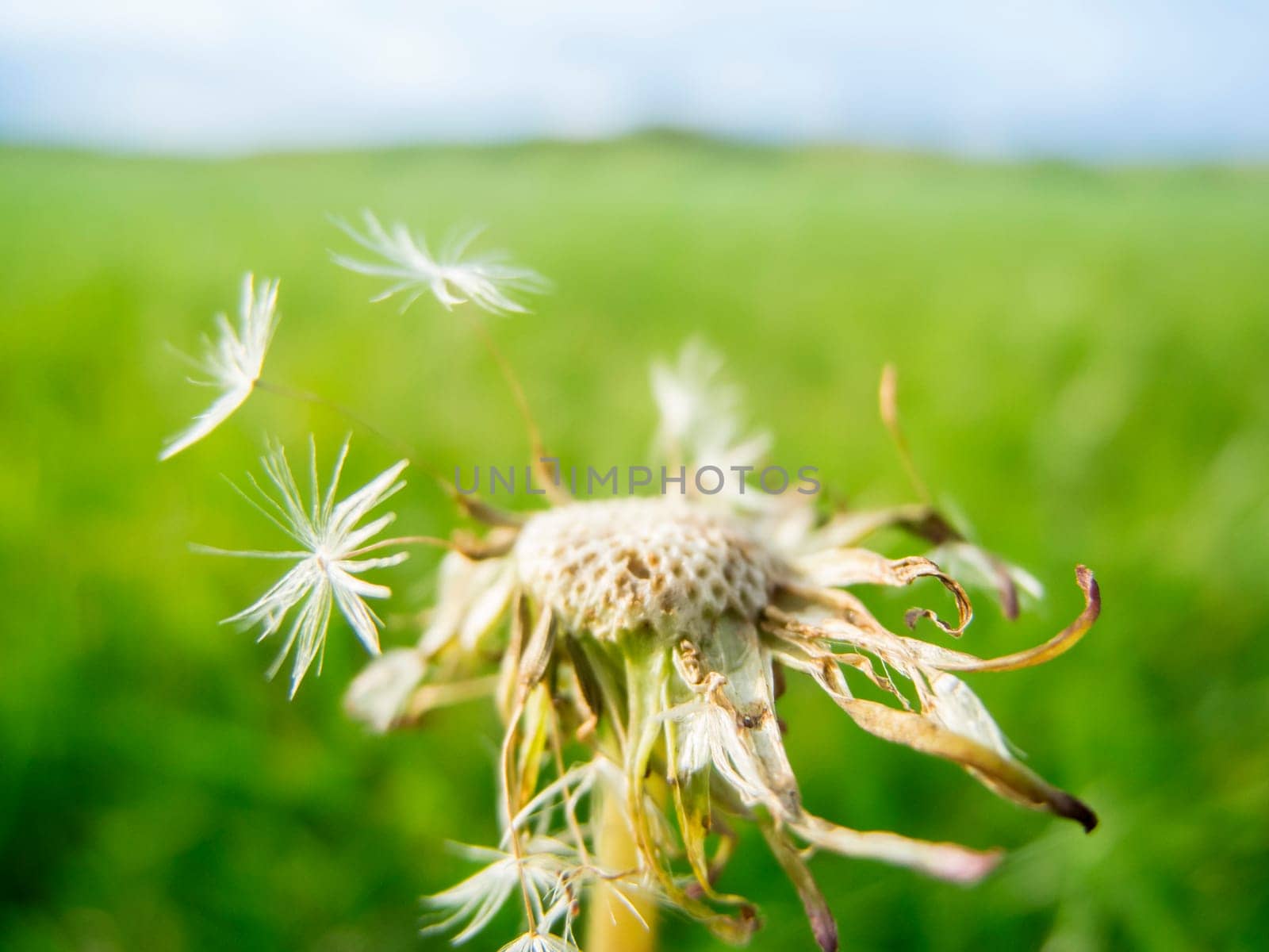 Macro view of a dandelion flower with seeds blown away on a blurred green meadow.