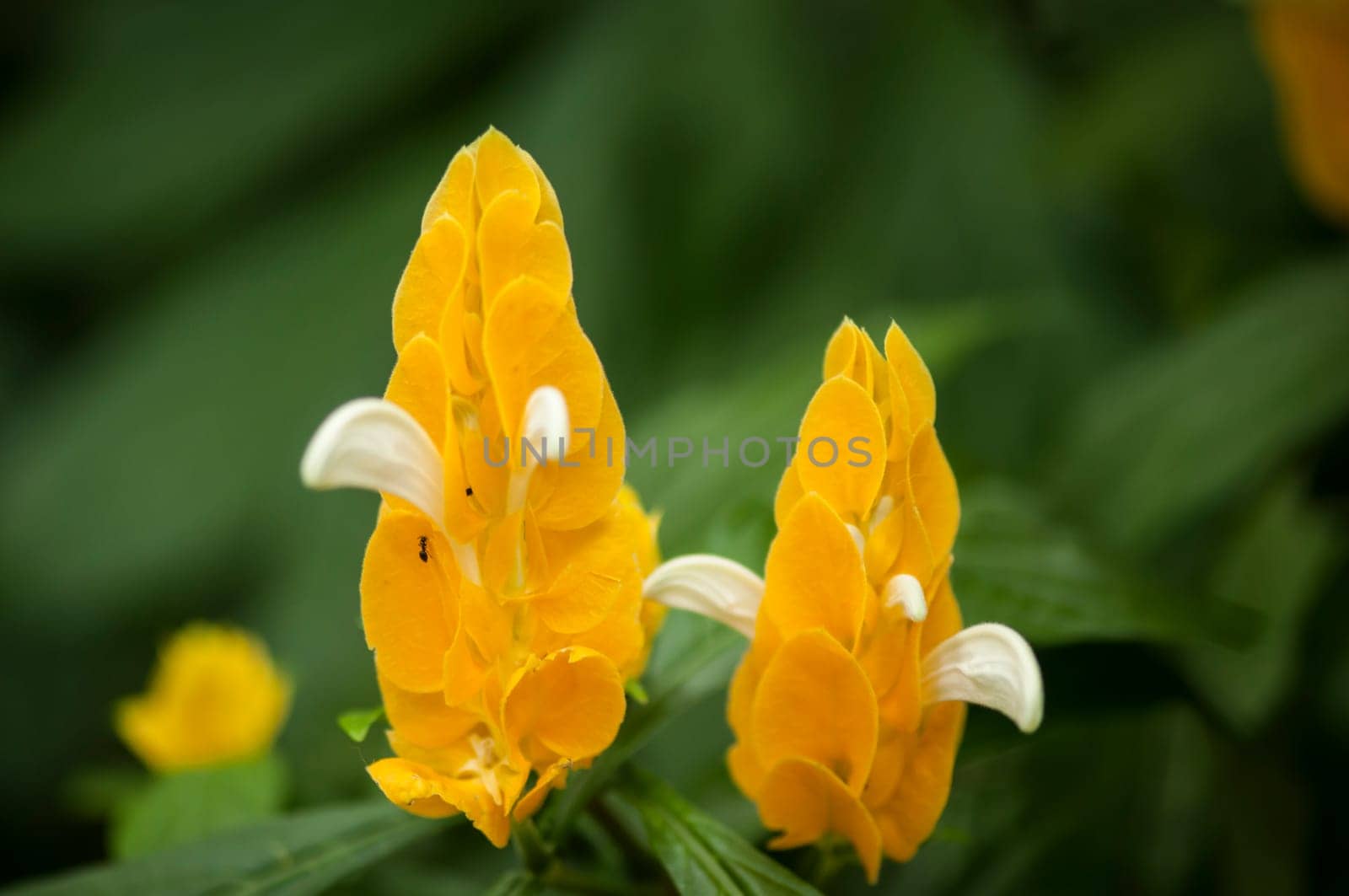 Close-up of the flowers of an ear of gold (lat. Pachystachys lutea) with a small ant against a blurred dark green natural background in a shallow depth of field.