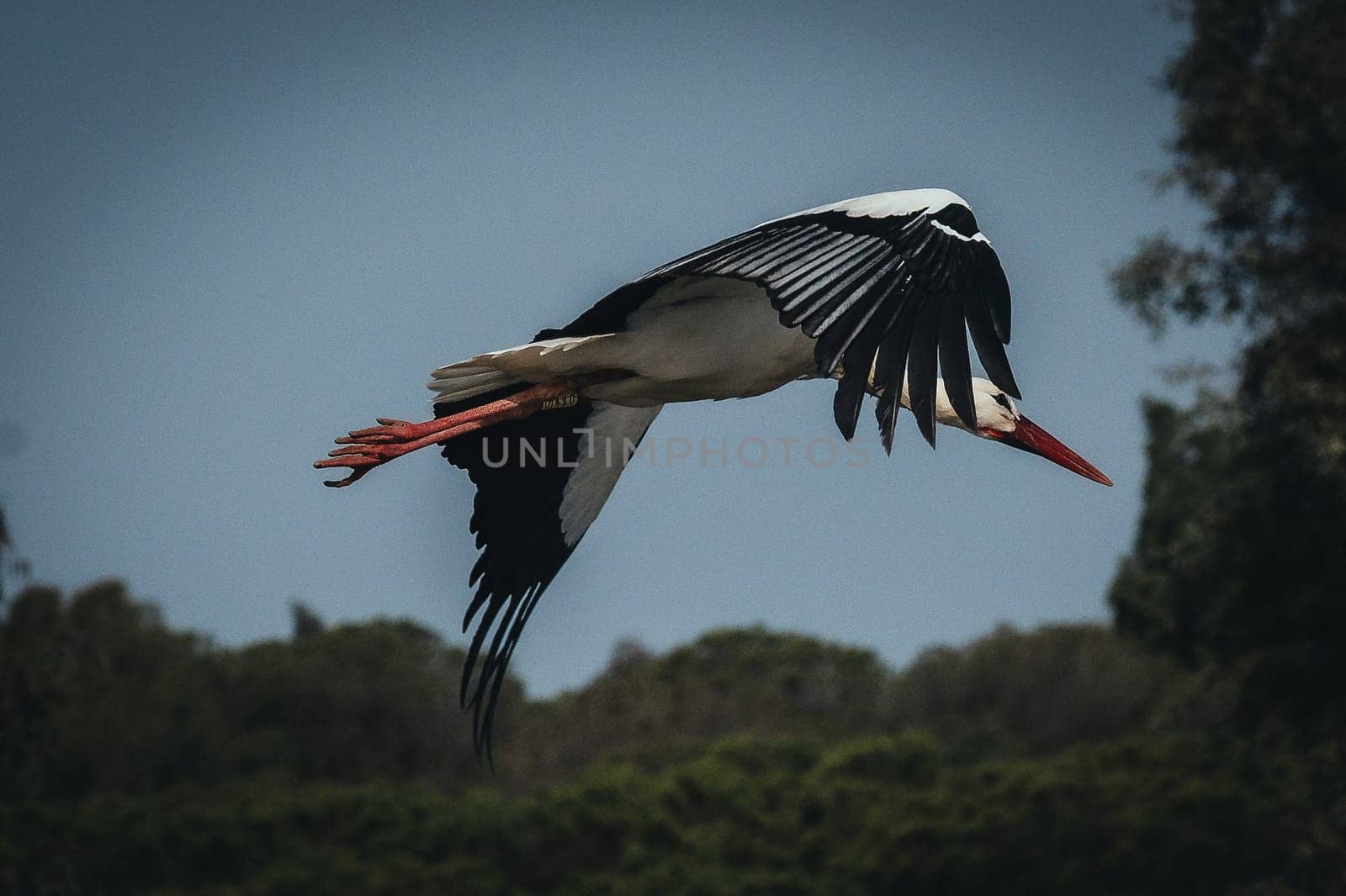 Birds in its natural dwelling