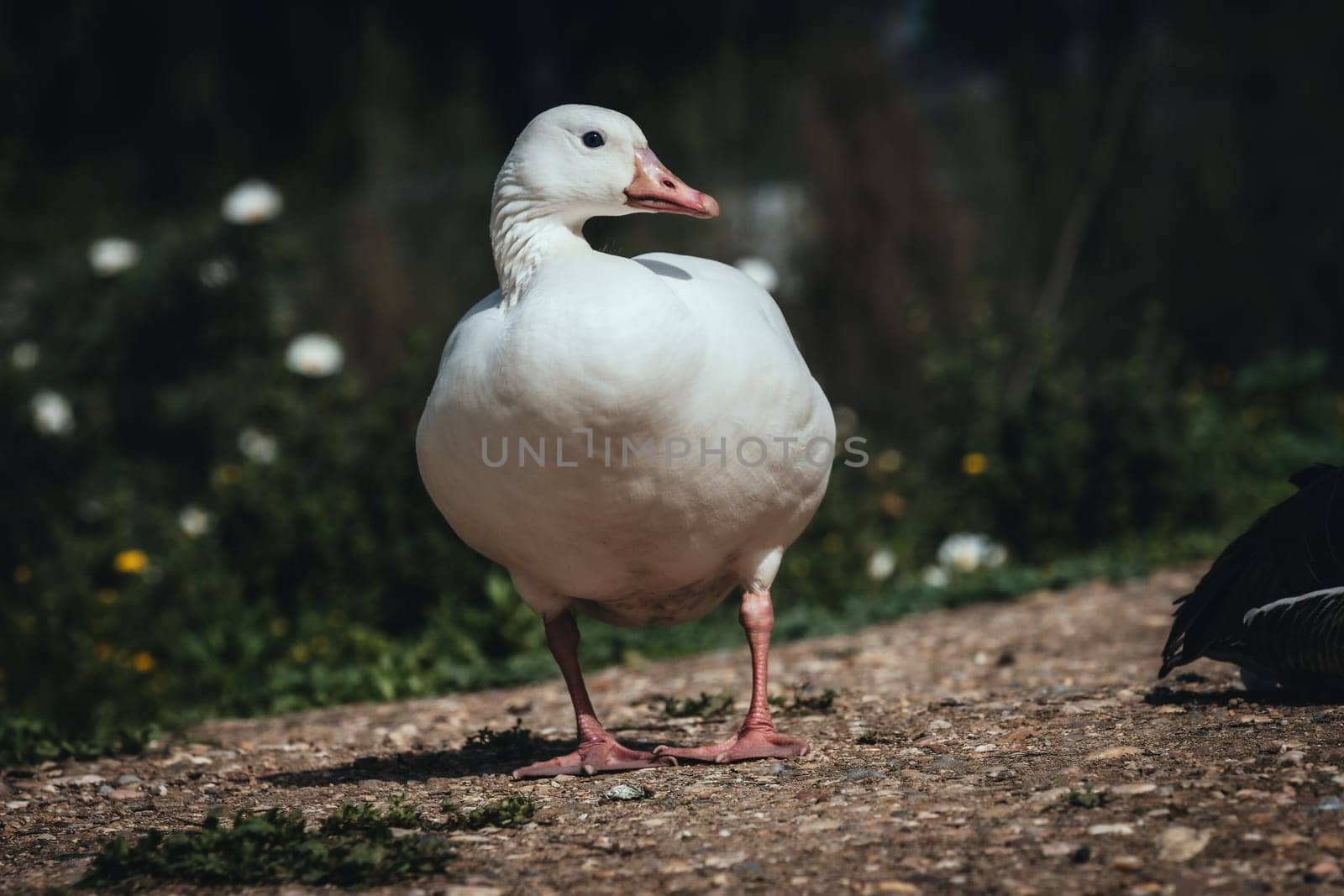 Birds in its natural dwelling