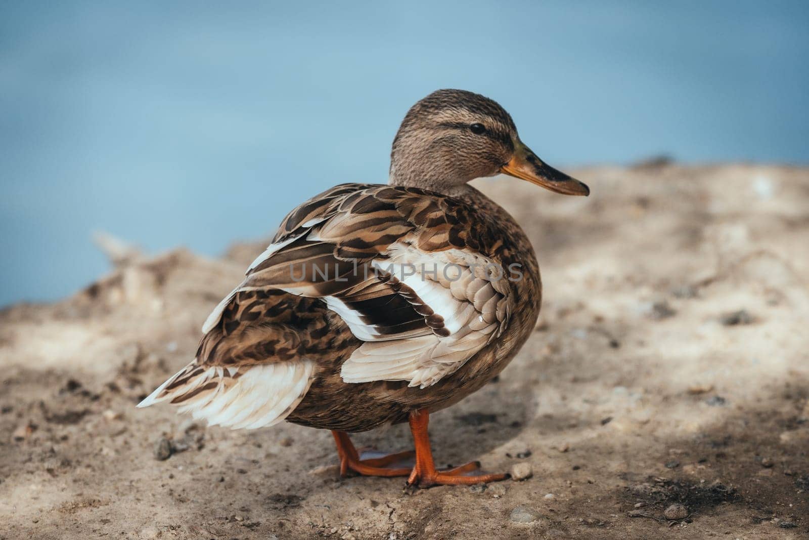 Birds in its natural dwelling