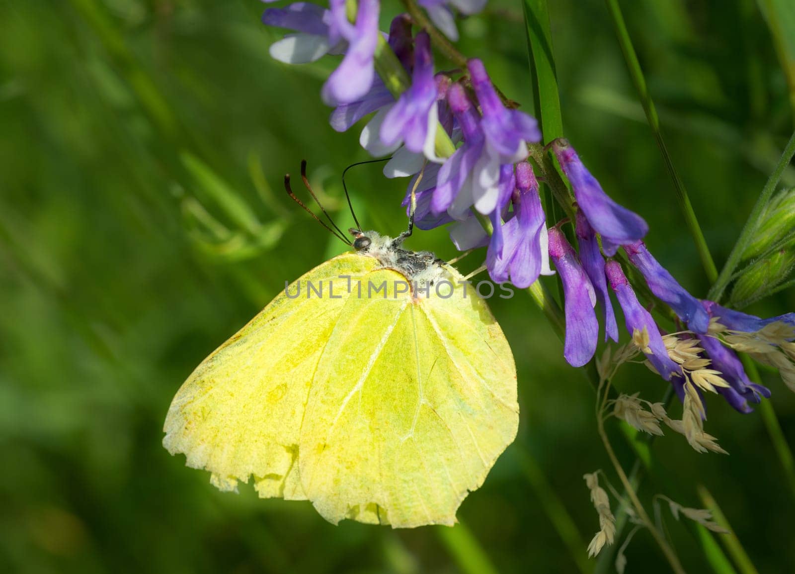 Yellow butterfly on blue flowers