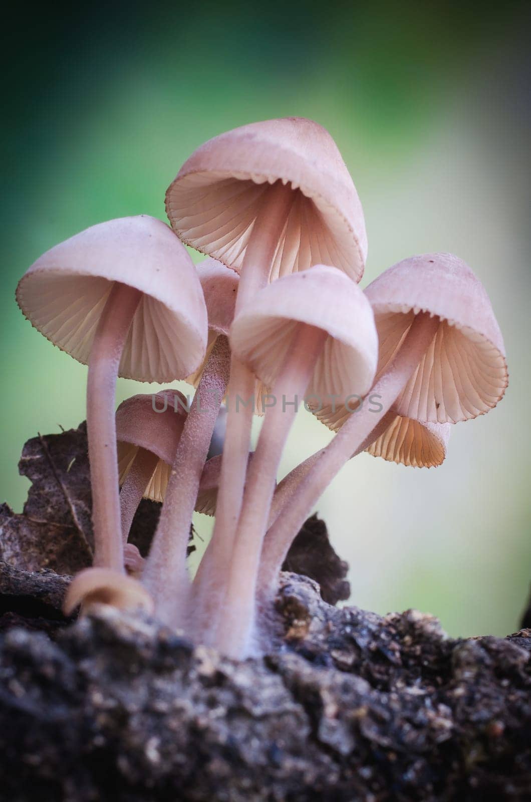 Mushroom macro photography