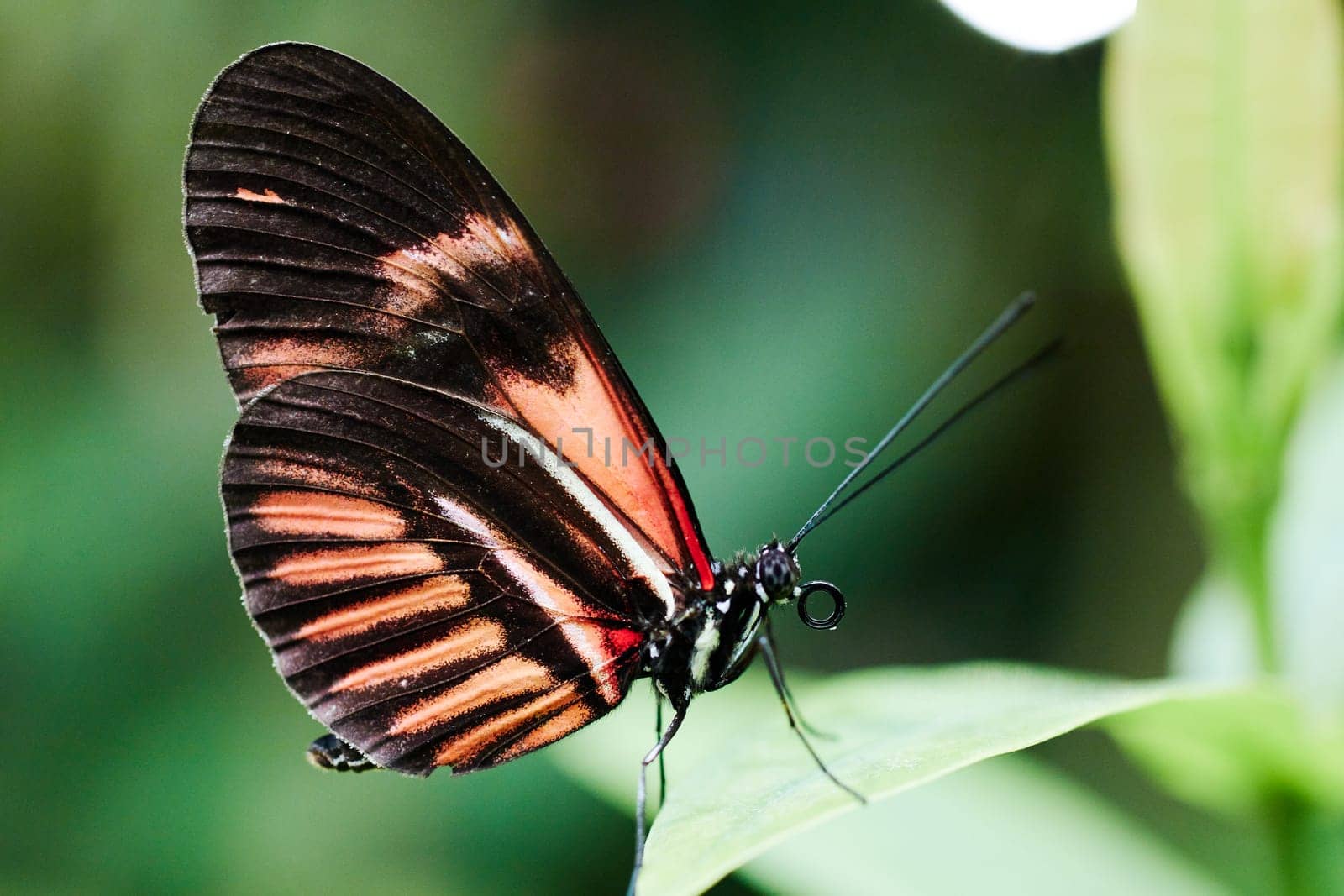 butterflies posing in their natural habitat