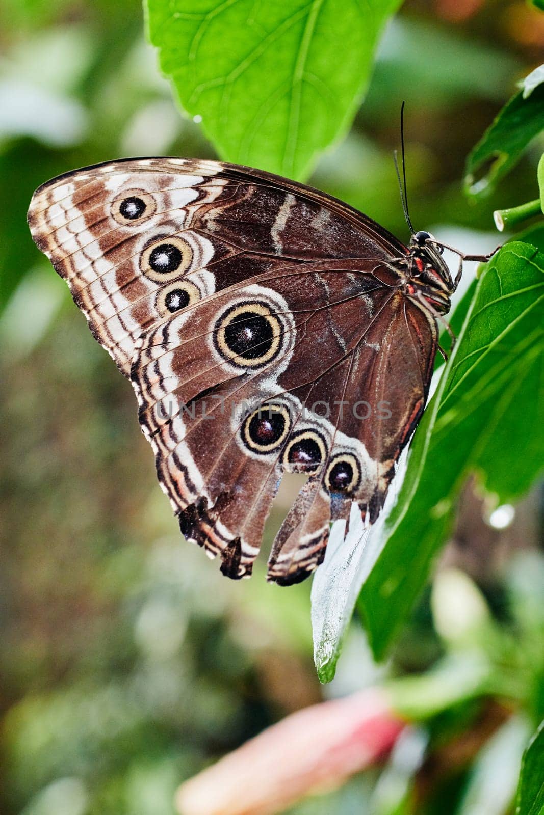 Caligo Memmon