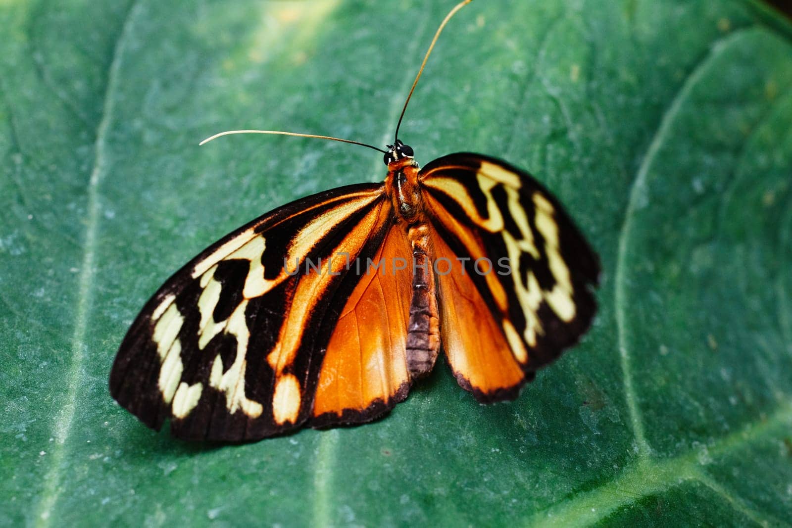 Eueides isabella