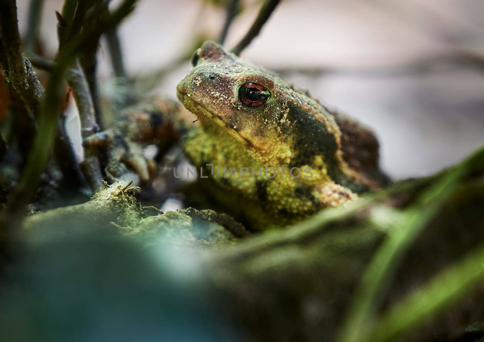 frog during spring mating season on the survace of pond