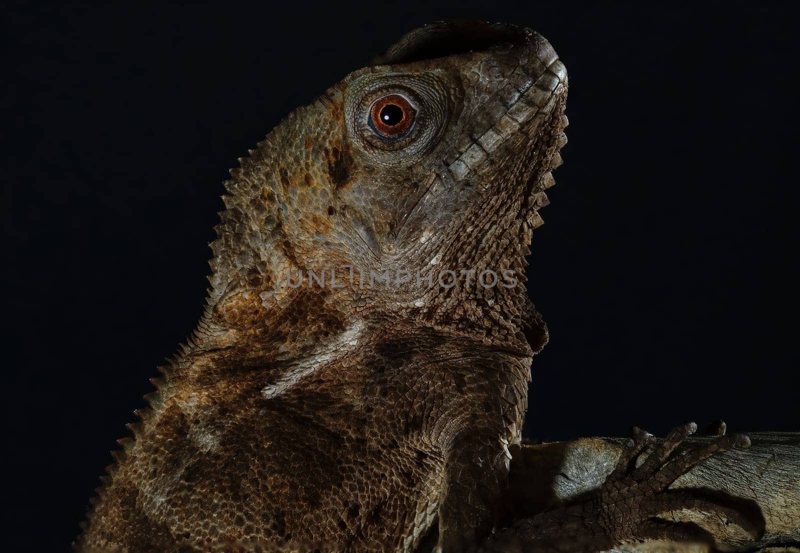 Multicolor Beautiful Chameleon closeup reptile with colorful bright skin.