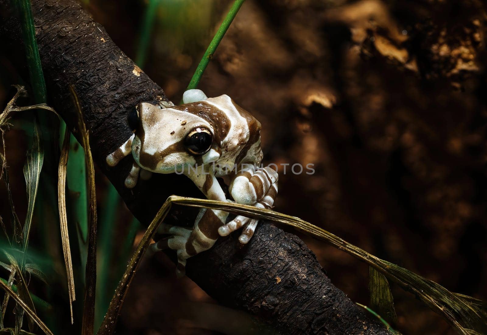 frog during spring mating season on the survace of pond