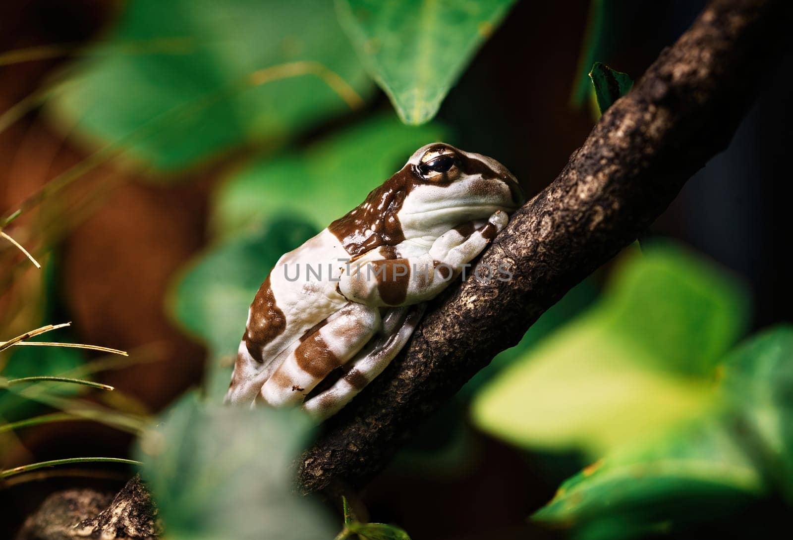 frog during spring mating season on the survace of pond