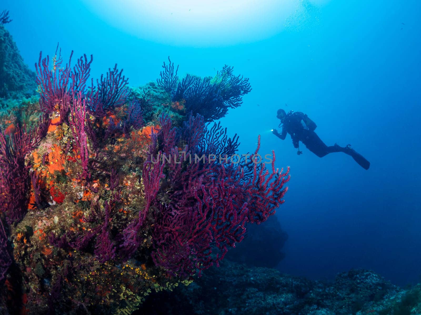 diver swimming in the ocean next to a coral reef, the reef is full of colorful plants and the water is clear and blue