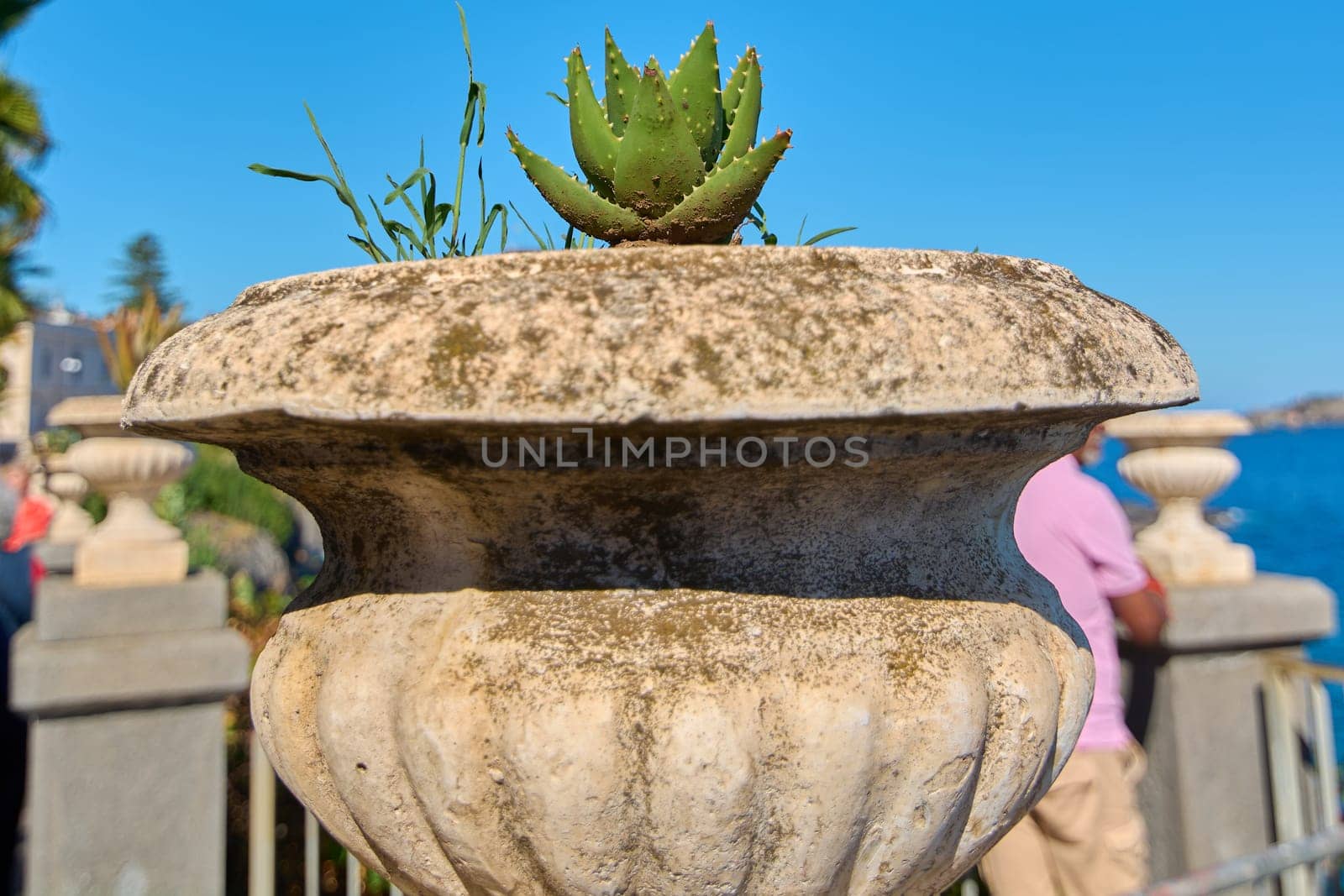 Stone planter with moss and succulent, placed in a coastal garden with other planters and sea in the background. Clear blue sky. Concept: rustic garden