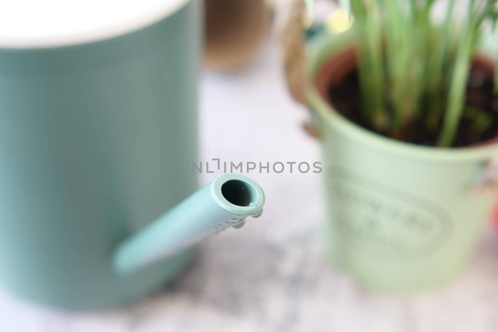 Watering can sits beside a small potted plant with green leaves.