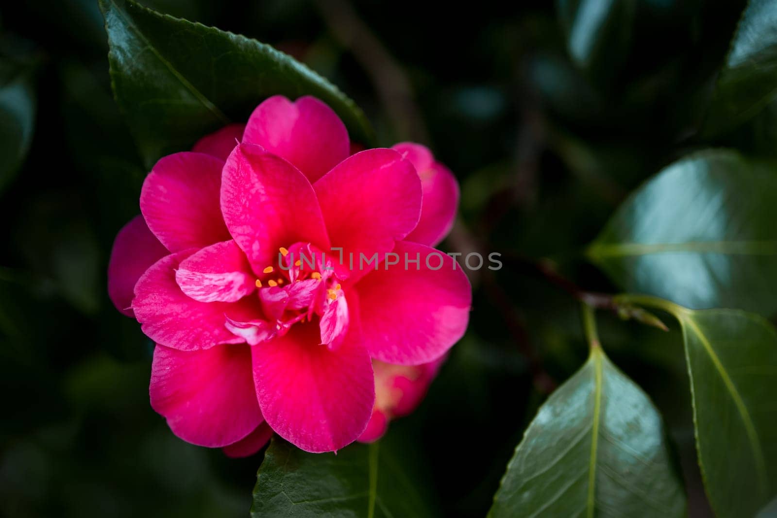 Vibrant pink Japanese camellia flower with lush green leaves in natural setting.