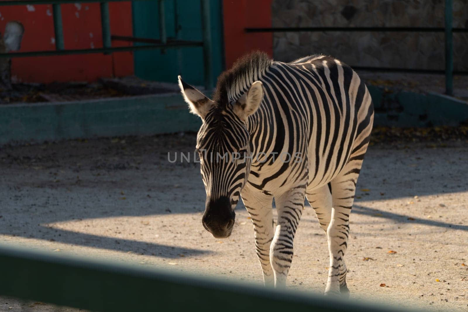 Here's a caption under 150 characters describing the image: A zebra stands in a zoo enclosure. Its black and white stripes are clearly visible. The ground is dusty. Metal fencing surrounds the area.