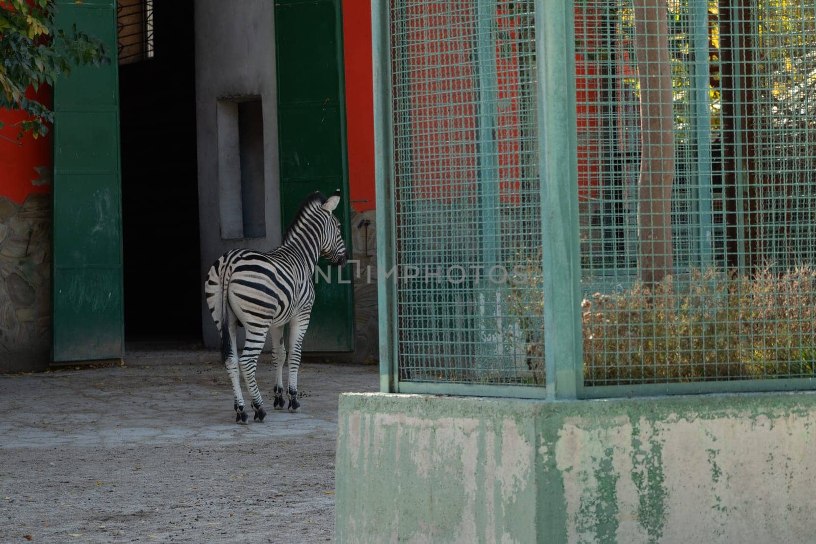 Here's a caption under 150 characters describing the image: A lone zebra stands near a green metal cage in a zoo enclosure. The zebra faces away, its back to the camera. Building walls are visible in the background.