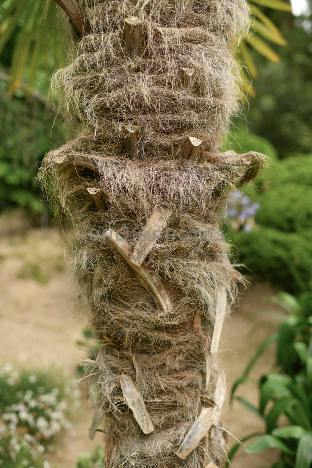 Hairy palm trunk. Details of a palm tree trunk. Close up