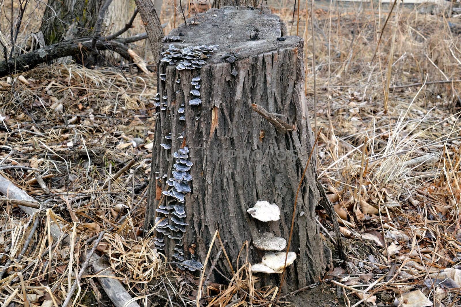Old stump with mushrooms growing toadstools in the forest