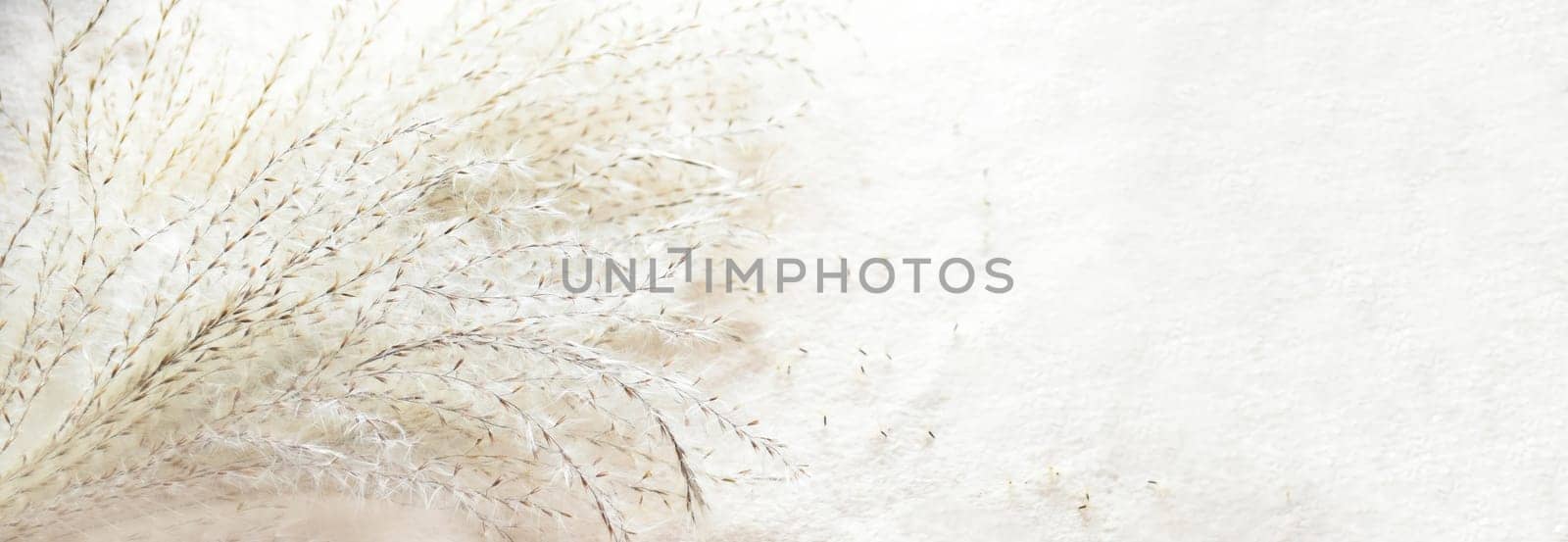 Bouquet of Miscanthus sinensis (Chinese silver grass). Panoramic background with copy space