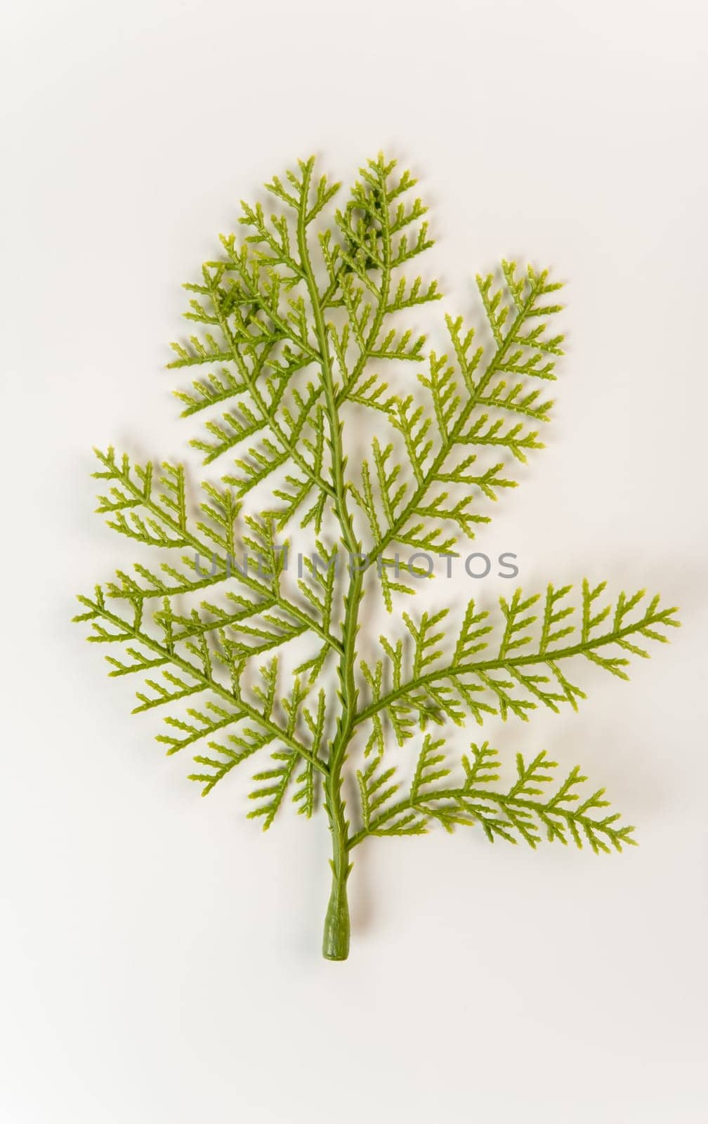 Fake fir tree branch for decorating of bouquets and home.