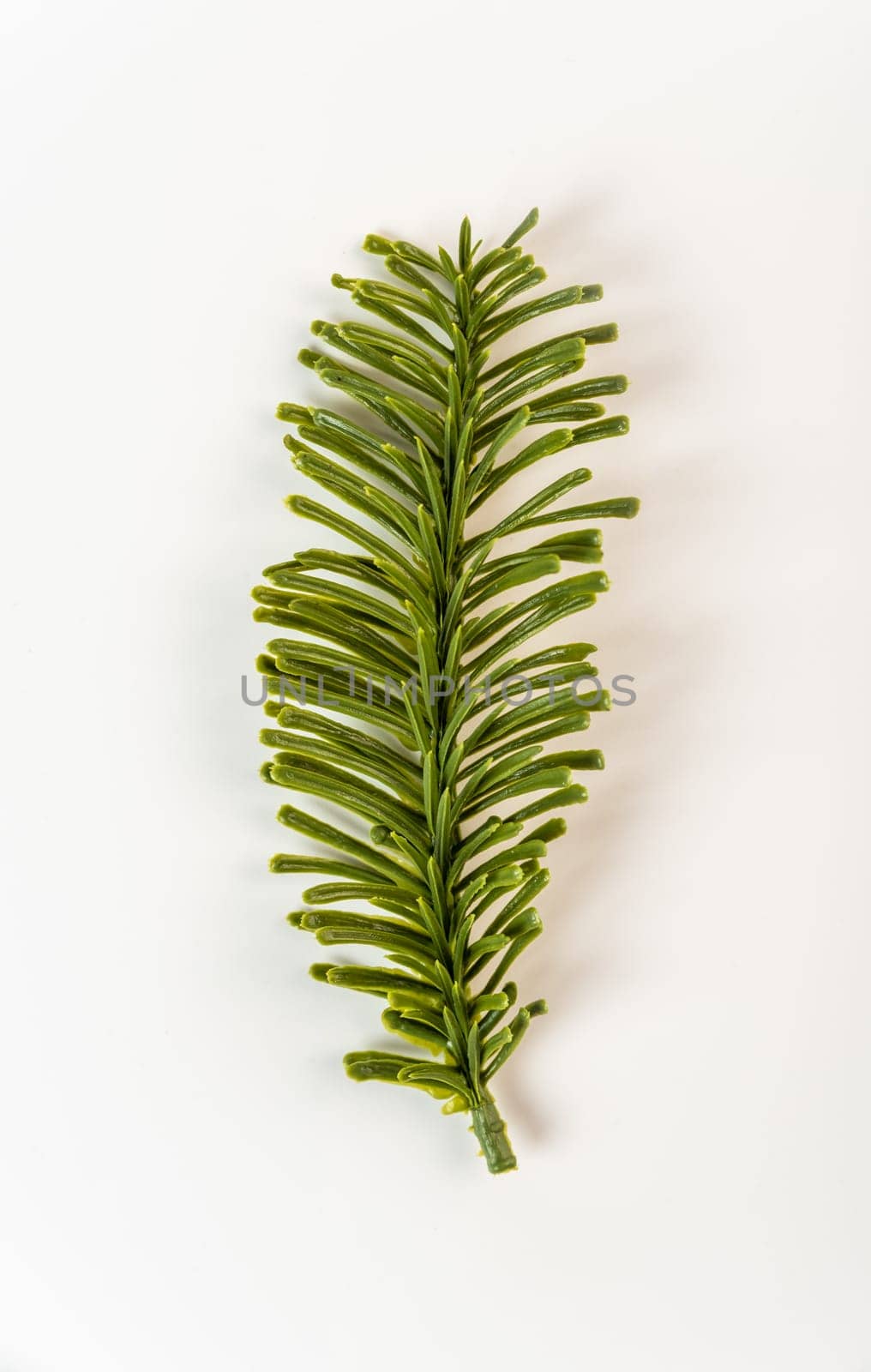 Fake fir tree branch for decorating of bouquets and home