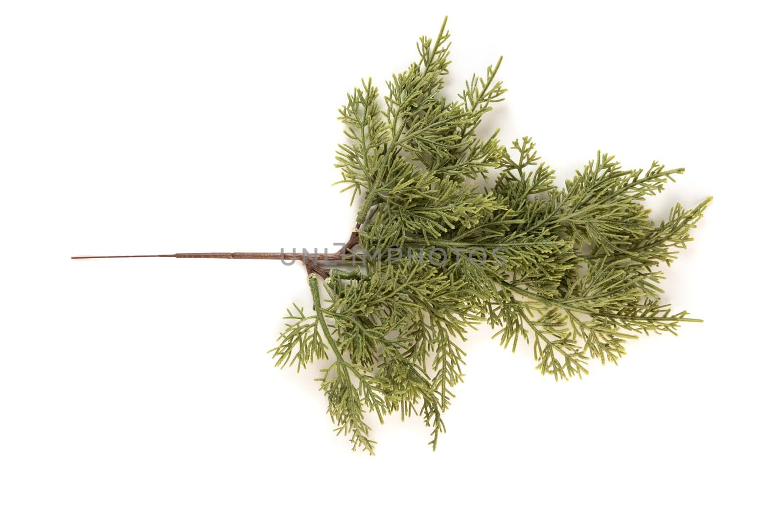 Fake fir tree branch for decorating of bouquets and home.