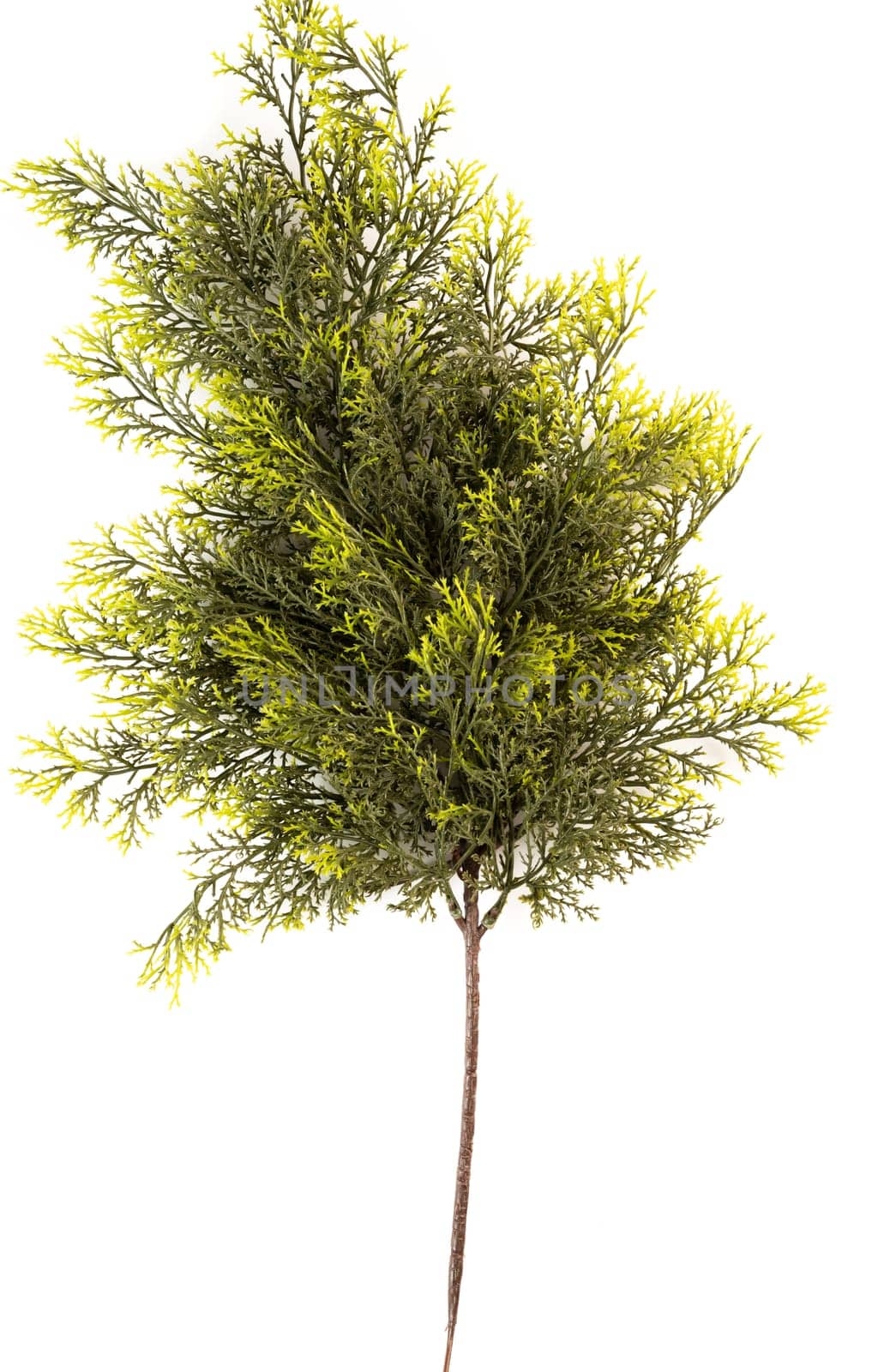 Fake fir tree branch for decorating of bouquets and home.