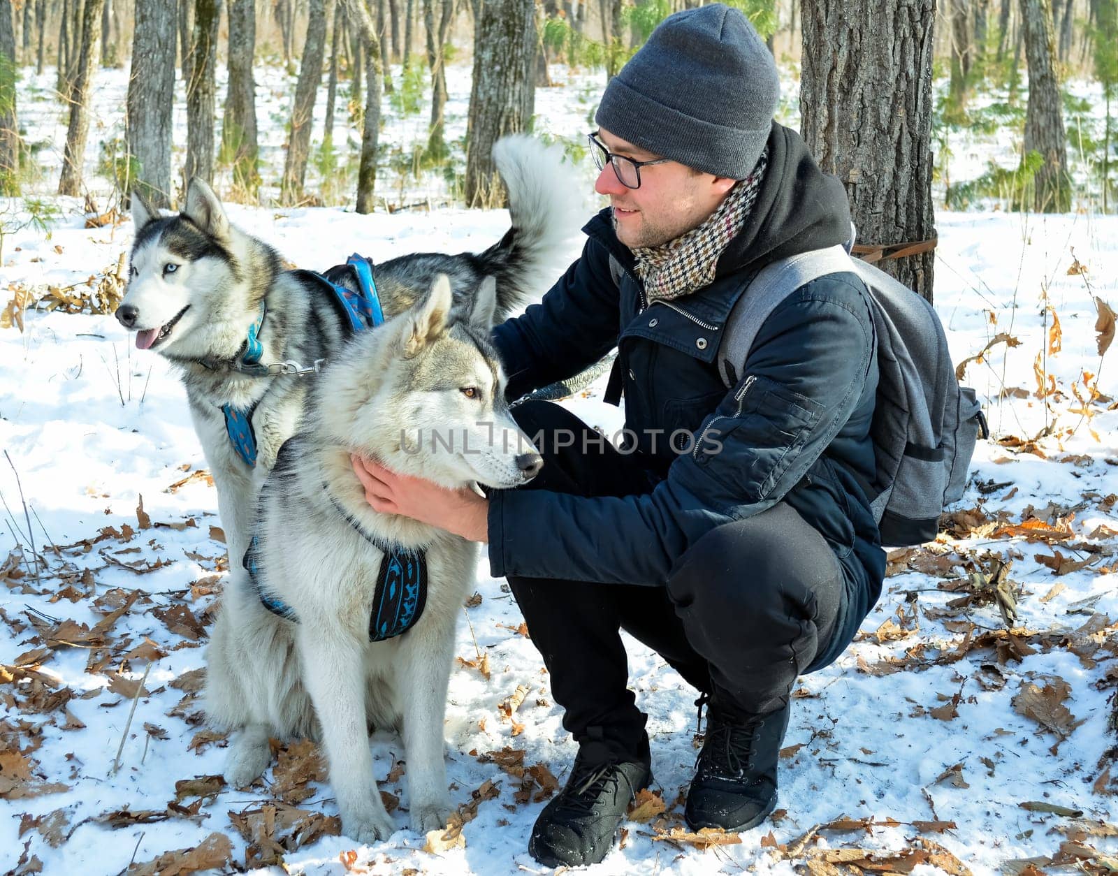 Siberian husky playing with owner against winter background in Russian forest