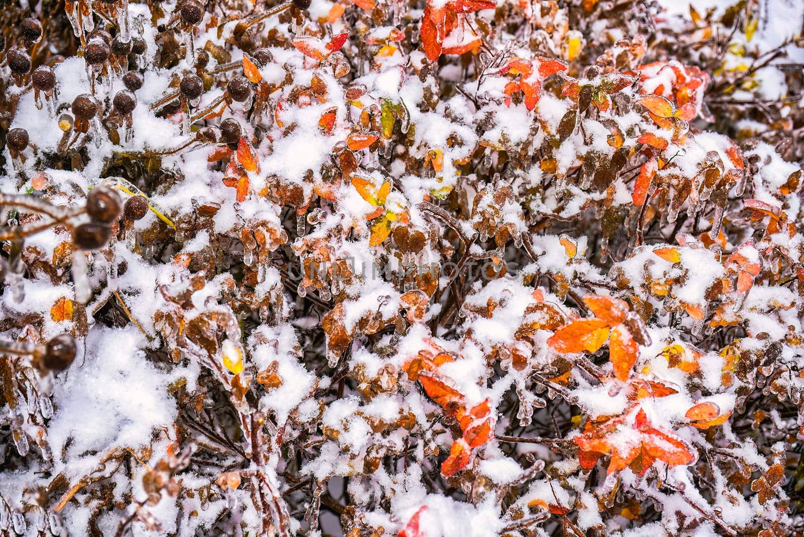 Orange dry leaves growing on a branch covered with ice on a winter day in russia.